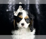 Small Photo #63 Cavalier King Charles Spaniel Puppy For Sale in WARSAW, IN, USA