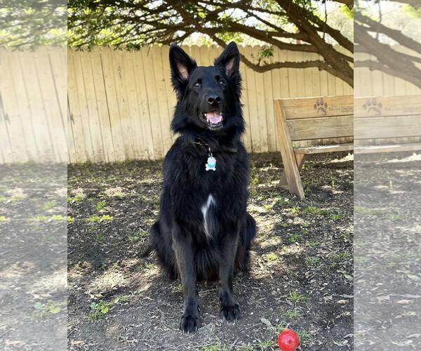 Medium Photo #2 German Shepherd Dog Puppy For Sale in San Diego, CA, USA
