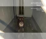 Small American Pit Bull Terrier Mix