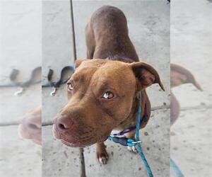 Mutt Dogs for adoption in Bakersfield, CA, USA