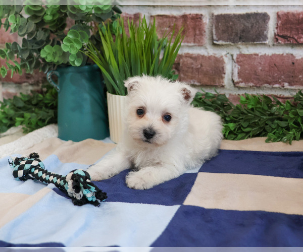 Medium Photo #10 West Highland White Terrier Puppy For Sale in SYRACUSE, IN, USA