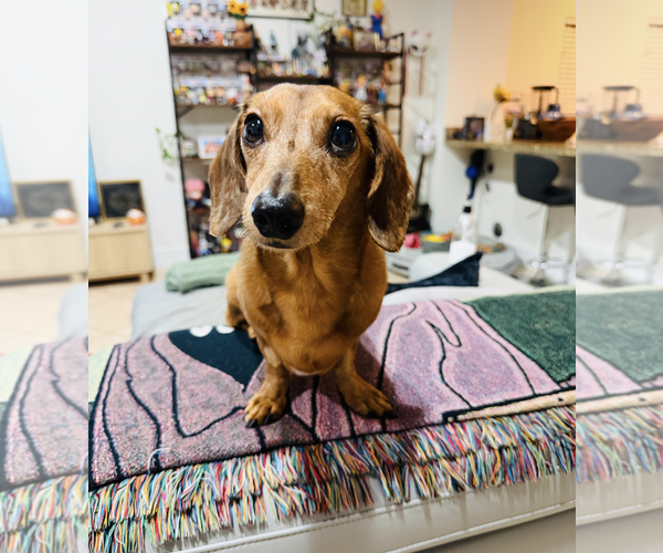 Medium Photo #5 Dachshund Puppy For Sale in Weston, FL, USA
