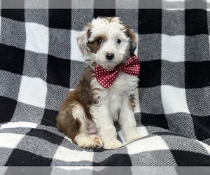 Aussiedoodle Puppy for sale in LAKELAND, FL, USA