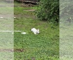 Small #7 Siberian Husky
