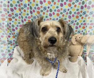 Lhasa Apso-Unknown Mix Dogs for adoption in Modesto, CA, USA
