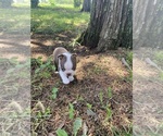 Small #7 Boston Terrier