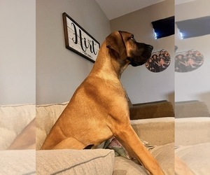 Father of the Great Dane puppies born on 06/27/2026