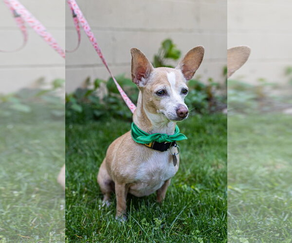 Medium Photo #3 Chiweenie Puppy For Sale in Oakhurst, NJ, USA