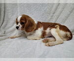 Small #2 Cavalier King Charles Spaniel