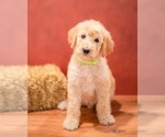Puppy Cedar Goldendoodle