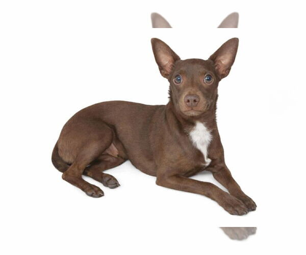 Medium Photo #2 Chihuahua-Unknown Mix Puppy For Sale in Grafton, WI, USA