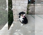 Small Photo #23 Bernedoodle Puppy For Sale in MARTINSVILLE, IN, USA