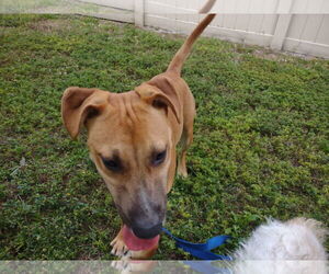 Mutt Dogs for adoption in Pompano Beach , FL, USA