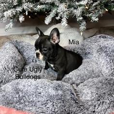 French Bulldog Puppy for sale in MACON, VA, USA