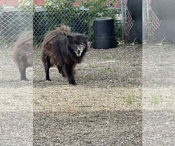 Medium Photo #1 Chow Chow-pomeranian spitz Mix Puppy For Sale in Princeton, MN, USA