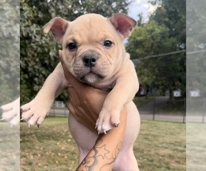 American Bully Puppy for sale in CINCINNATI, OH, USA
