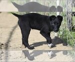 Small Photo #10 Australian Shepherd-Unknown Mix Puppy For Sale in Minneapolis, MN, USA