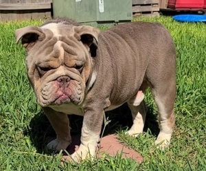 Bulldog Puppy for sale in HOUSTON, TX, USA