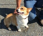 Small Photo #1 Pembroke Welsh Corgi Puppy For Sale in STANLEY, WI, USA