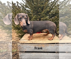 Father of the Dachshund puppies born on 01/23/2026