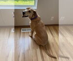 Small #3 Labrador Retriever Mix