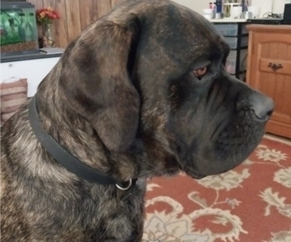 Medium Photo #6 Mastiff Puppy For Sale in MITCHELL, NE, USA