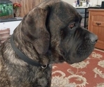 Small #5 Mastiff
