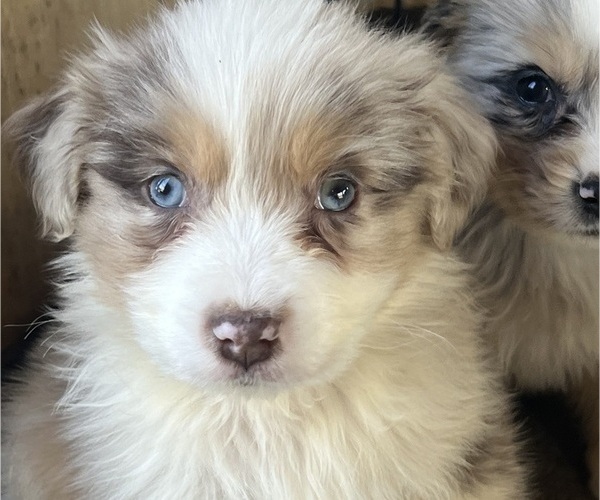 Medium Photo #10 Australian Shepherd Puppy For Sale in BALDWIN, GA, USA