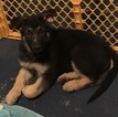 Small Photo #1 German Shepherd Dog Puppy For Sale in LAKE CITY, FL, USA