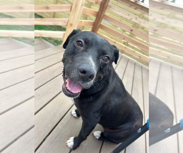 Medium Photo #9 American Pit Bull Terrier-Unknown Mix Puppy For Sale in Germantown, OH, USA