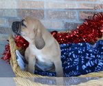 Small Photo #17 Jug Puppy For Sale in GREENWOOD, WI, USA
