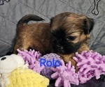 Puppy Rolo Zuchon