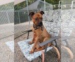 Small Photo #13 Boxer-Unknown Mix Puppy For Sale in Sayreville, NJ, NJ, USA