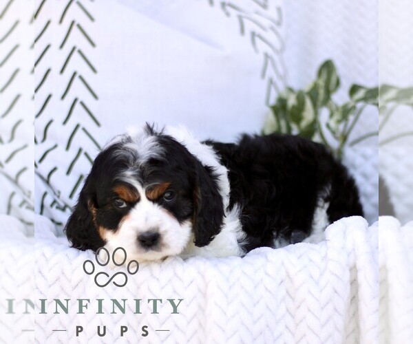 Medium Photo #2 Cavapoo (Miniature) Puppy For Sale in ELIZABETHTOWN, PA, USA