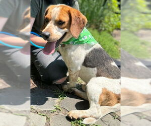 Beagle-Unknown Mix Dogs for adoption in Warrenton, VA, USA