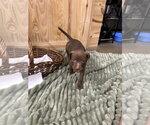 Small #1 Mutt