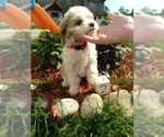 Small Photo #2 Cavachon Puppy For Sale in SCOTTVILLE, MI, USA