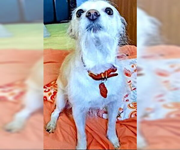 Medium Photo #2 Chihuahua-Unknown Mix Puppy For Sale in Mount Airy, NC, USA