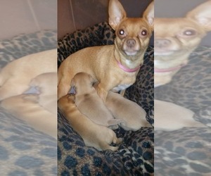 Chihuahua Puppy for sale in COLOMA, WI, USA