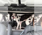Small #1 Great Dane