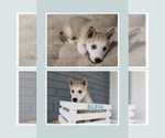 Puppy Alvin German Shepherd Dog-Siberian Husky Mix