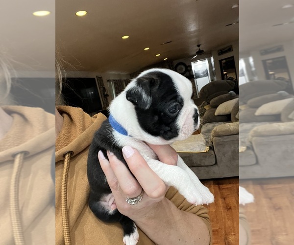 Medium Photo #2 Boston Terrier Puppy For Sale in COTTONWOOD, CA, USA