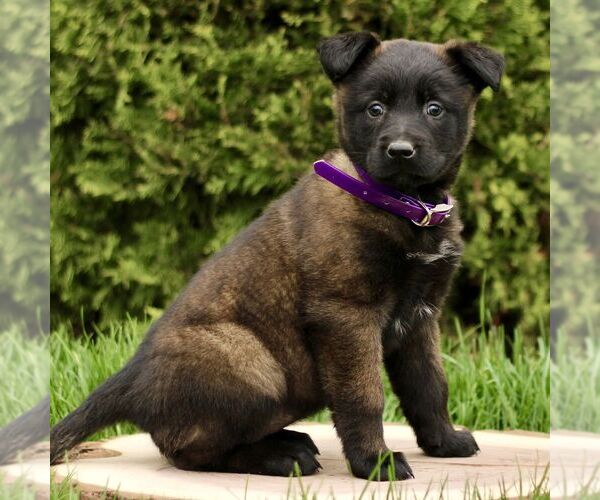 Medium Photo #4 Belgian Malinois Puppy For Sale in RONKS, PA, USA