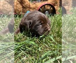 Small #1 Labrador Retriever