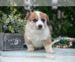 Small Photo #35 Pembroke Welsh Corgi Puppy For Sale in NEW CONCORD, OH, USA
