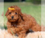 Small #1 Poodle (Miniature)