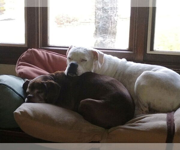 Medium Photo #12 Boxer Puppy For Sale in Burnsville, MN, USA