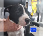 Small Photo #1 Bull-Boxer Puppy For Sale in Foristell, MO, USA