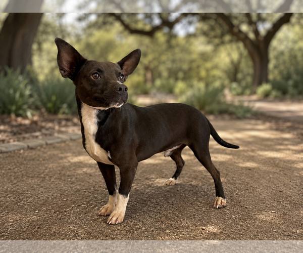Medium Photo #2 Mutt Puppy For Sale in PIPE CREEK, TX, USA