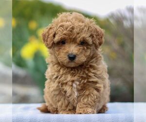 Bichpoo Puppy for sale in GORDONVILLE, PA, USA